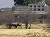 Andersson's Camp - Wildlife 